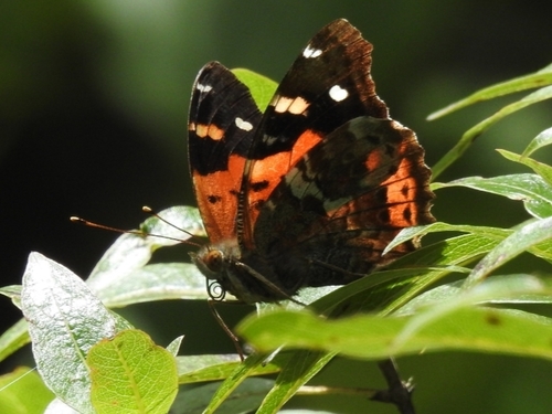 Kamehameha Butterfly