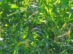 Sporophila morelleti morelleti