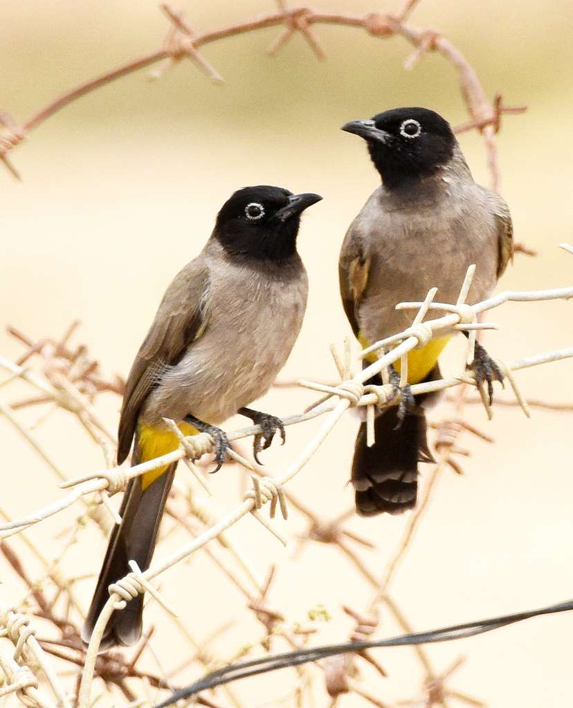 White-spectacled Bulbul photo