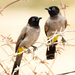 White-spectacled Bulbul - Photo (c) Steven Mlodinow, some rights reserved (CC BY-NC), uploaded by Steven Mlodinow