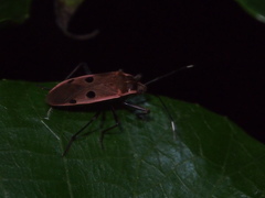 Physopelta quadriguttata