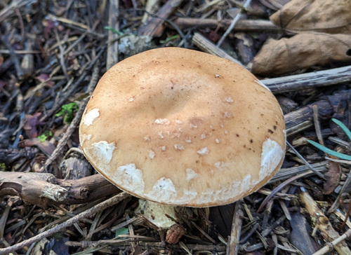 Leucocortinarius bulbiger