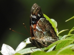 Vanessa tameamea