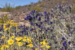 Psorothamnus fremontii