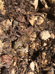 Eleutherodactylus marnockii