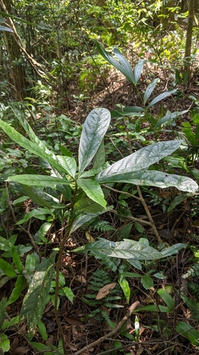 Symplocos glauca (Symplocos glauca)