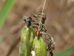 Iris longipetala