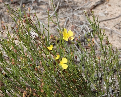 Image of Crocanthemum aldersonii by (c) nmoorhatch, some rights reserved (CC BY)
