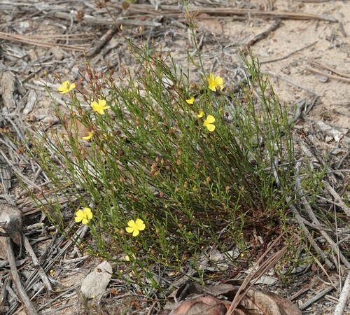 Image of Crocanthemum aldersonii by (c) nmoorhatch, some rights reserved (CC BY)