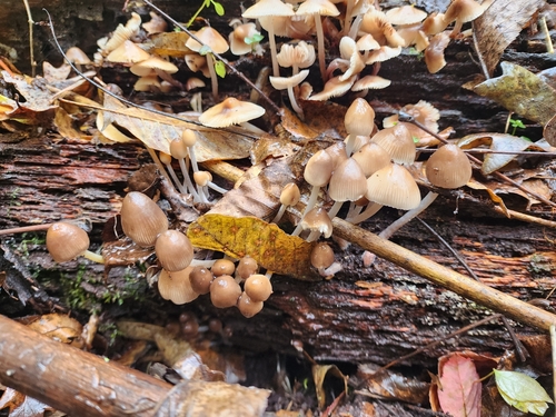 Mycena