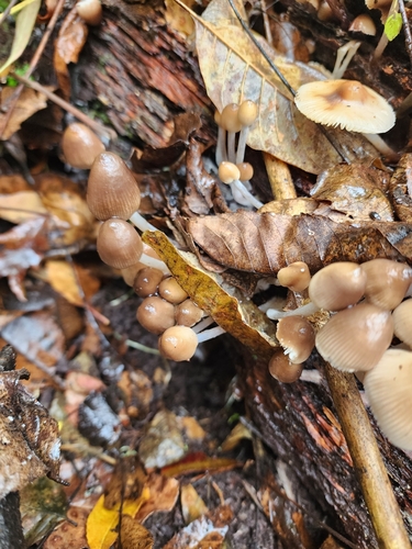 Mycena (Photo 2 of 4)