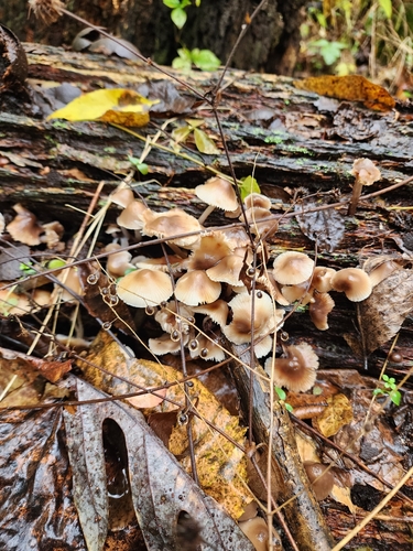 Mycena (Photo 3 of 4)