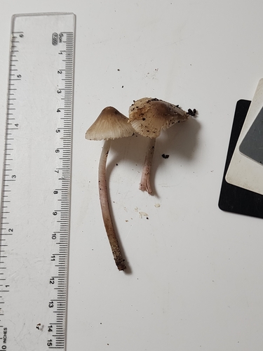 Mycena (Photo 4 of 4)