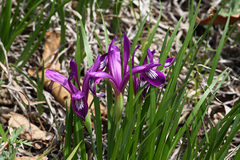 Iris uniflora