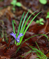 Iris uniflora
