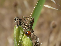 Iris longipetala
