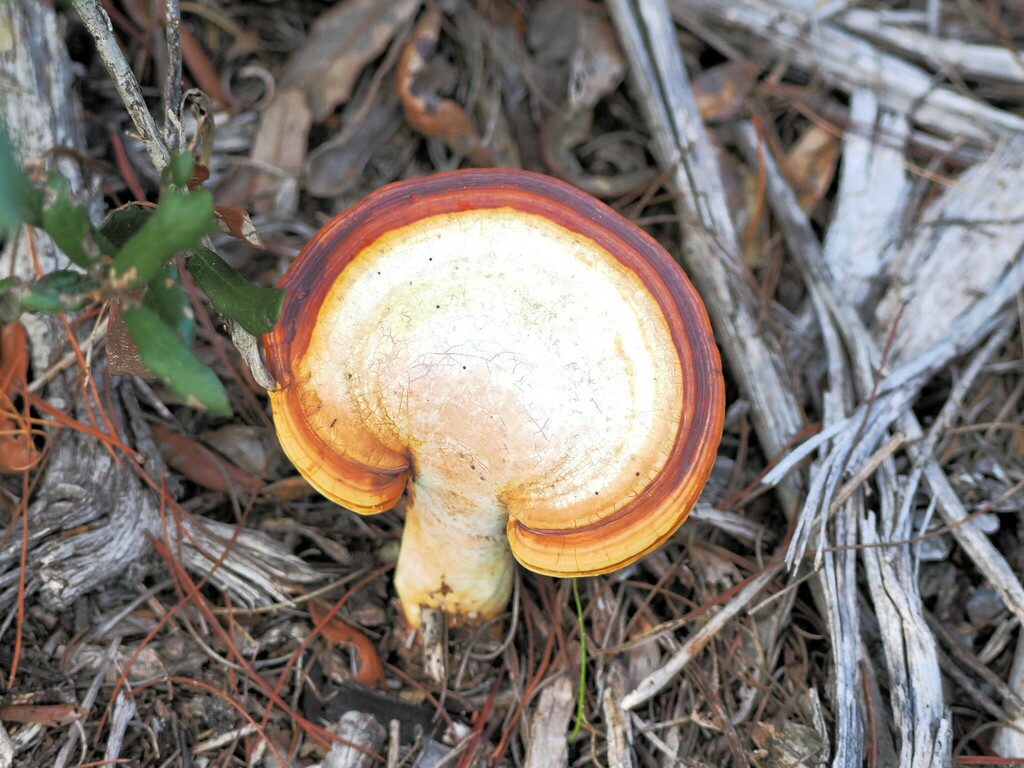 golden reishi from High Ridge Natural Scrub Area 7300 High Ridge Road ...