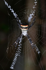 Argiope caledonia