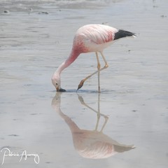 Phoenicoparrus andinus