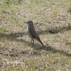 Muscisaxicola rufivertex