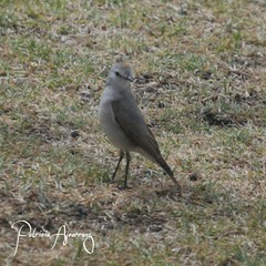 Muscisaxicola rufivertex