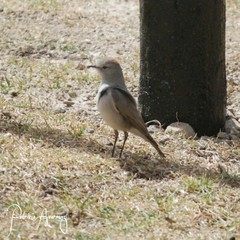 Muscisaxicola rufivertex