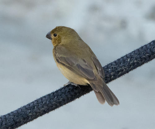 Yellow-bellied Seedeater