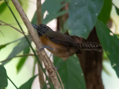 Pheugopedius rutilus