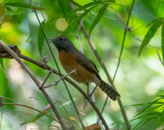 Pheugopedius rutilus