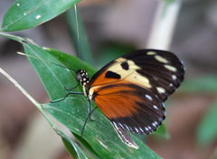 Heliconius hecale melicerta