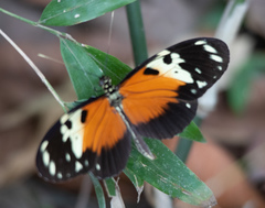 Heliconius hecale melicerta