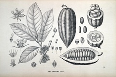 Theobroma cacao