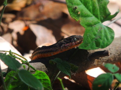 Thamnophis proximus rutiloris