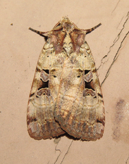 Xestia normanianus