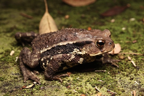 Asiatic Toad, photo 7 of 8