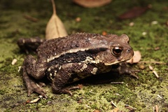Asiatic Toad photo 5