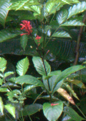 Odontonema