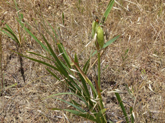 Iris longipetala