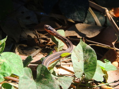 Thamnophis proximus rutiloris