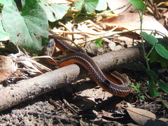 Thamnophis proximus rutiloris