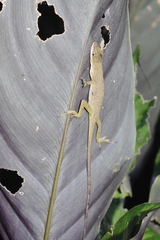 Anolis mariarum