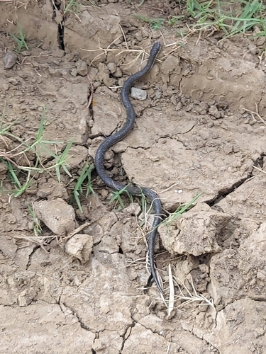 Cat-eyed Fishing Snake