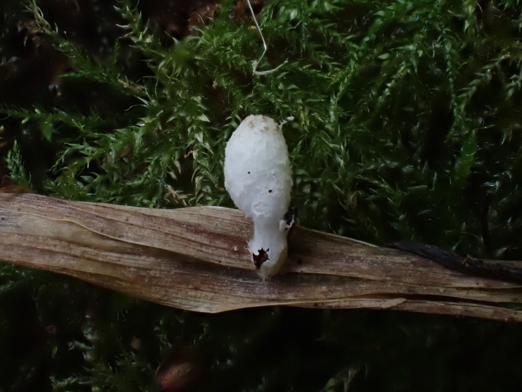 Coprinopsis sp. 'CA01'