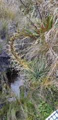 Aciphylla colensoi
