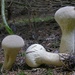 Pestle Puffball - Photo (c) anonymous, some rights reserved (CC BY-NC)