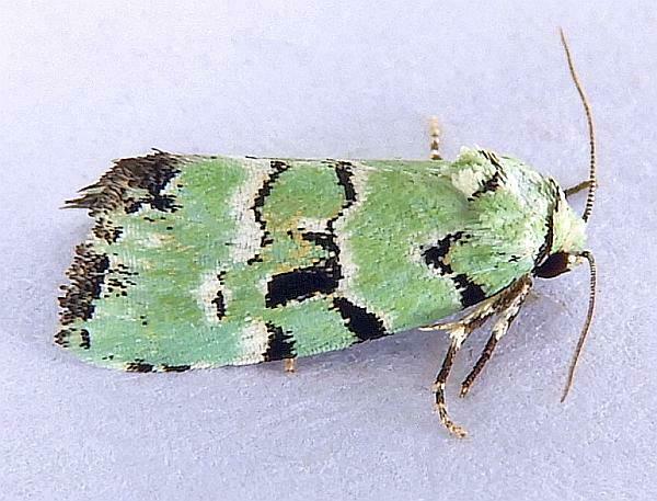 Elaphria cyanympha