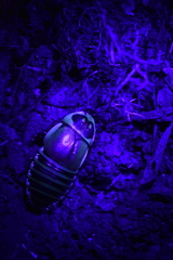 Blaberinae