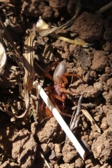 Dysderidae