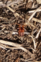 Dysderidae