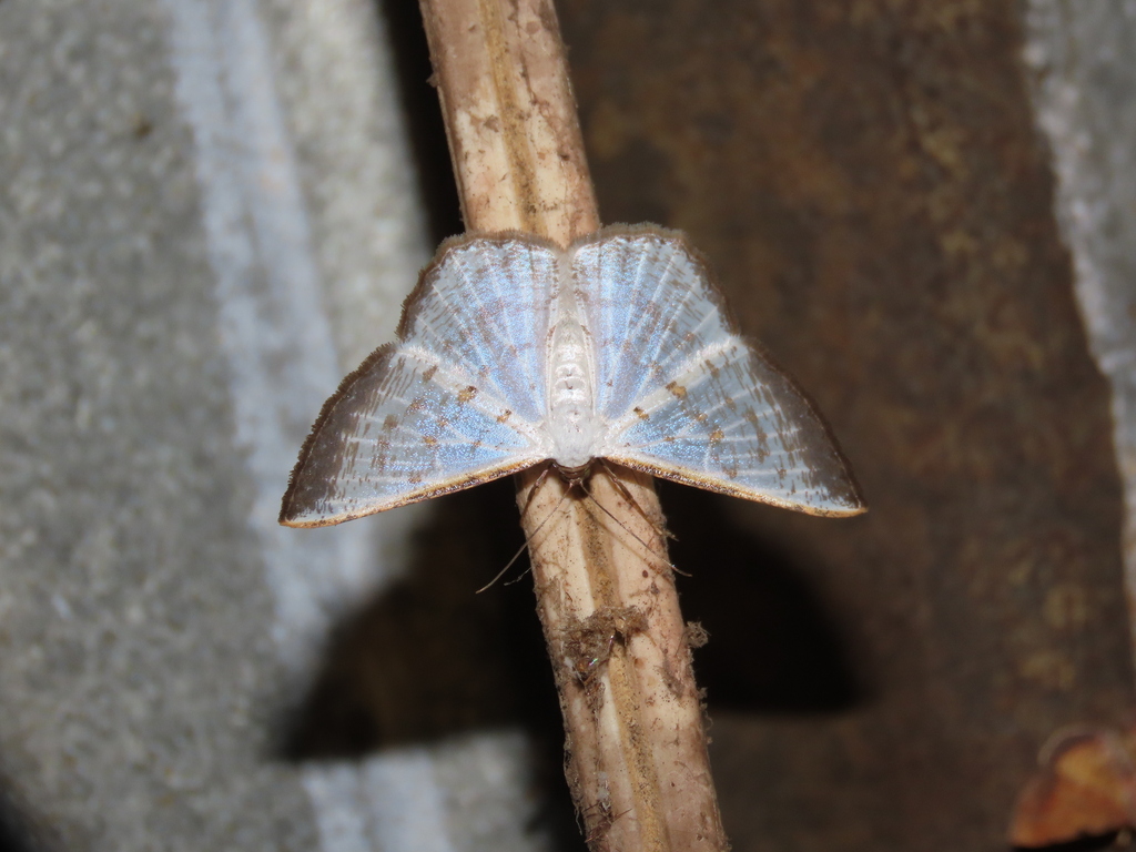 Berberodes fulvicomosa